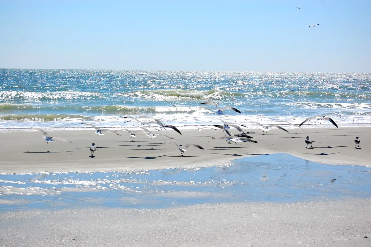 A serene beach scene with seagulls in flight, gentle waves, shimmering water, and wet sand. The peaceful atmosphere evokes leisurely strolls and quiet moments by the shore, reflecting the calming winter beach experience unique to Myrtle Beach.